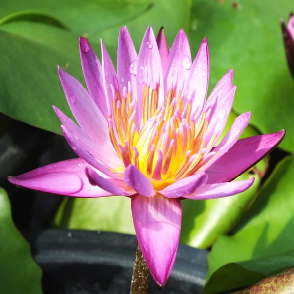 熱帯スイレン 4号 マミヤォ｜草花01-D1 | 赤塚植物園自社農場,熱帯