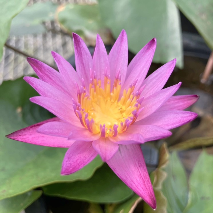 熱帯スイレン 4号 マミヤォ｜草花01-D1 | 赤塚植物園自社農場,熱帯