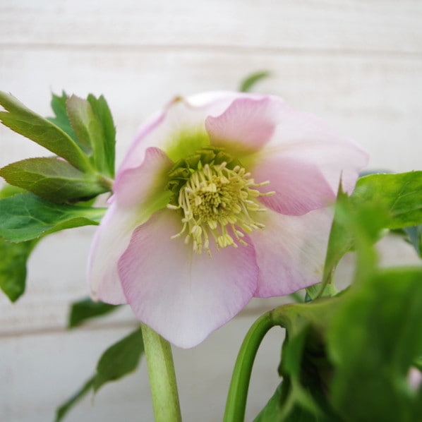 【期間限定10%OFF!】クリスマスローズ 伊勢みやび 3.5号 うすぎぬ|山野01-D1