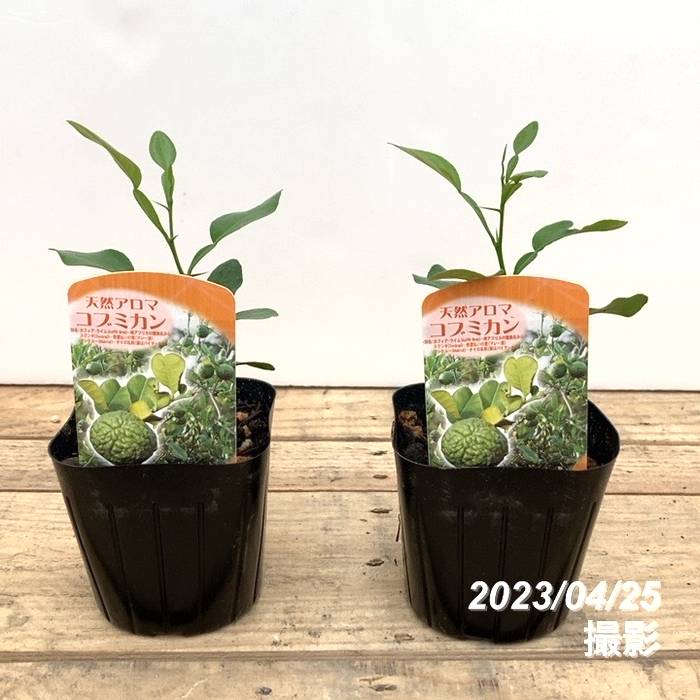 コブミカン　バイマックルー　特大苗木 楽天市場】果樹苗 コブミカン苗 バイマックルー 大株 数量限定