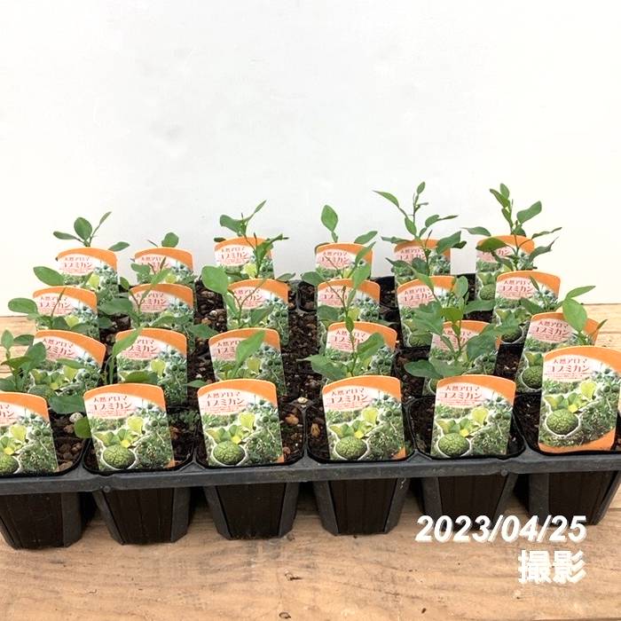 コブミカン（バイマックルー）3号×2ポットセット｜果樹10-TU | 果樹