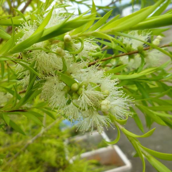 メラレウカ レボリューション ゴールド 5号 ※お届けに10日程度かかる場合がございます。|花木10-TN