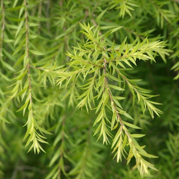 メラレウカ レボリューション ゴールド 5号 ※お届けに10日程度かかる場合がございます。|花木10-TN