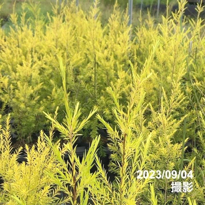 メラレウカ レボリューション ゴールド 5号 ※お届けに10日程度かかる場合がございます。|花木10-TN