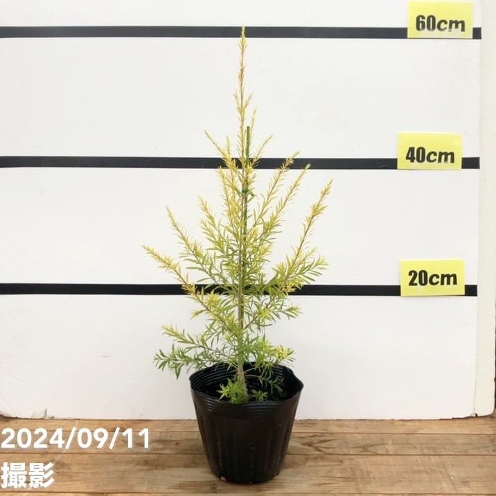 メラレウカ レボリューション ゴールド 5号 ※お届けに10日程度かかる場合がございます。|花木10-TN