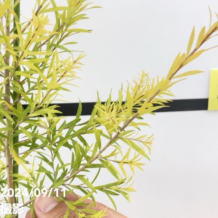 メラレウカ レボリューション ゴールド 5号 ※お届けに10日程度かかる場合がございます。|花木10-TN