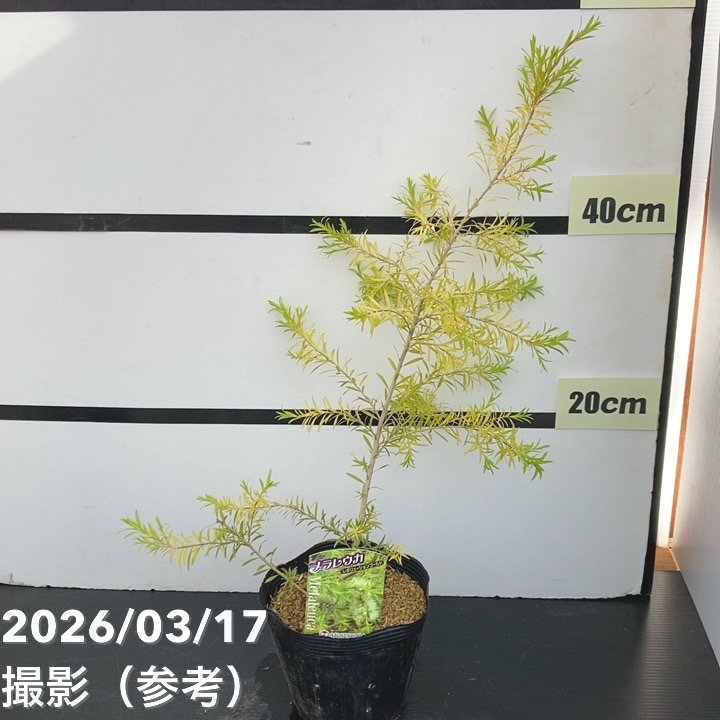 メラレウカ レボリューション ゴールド 5号 ※お届けに10日程度かかる