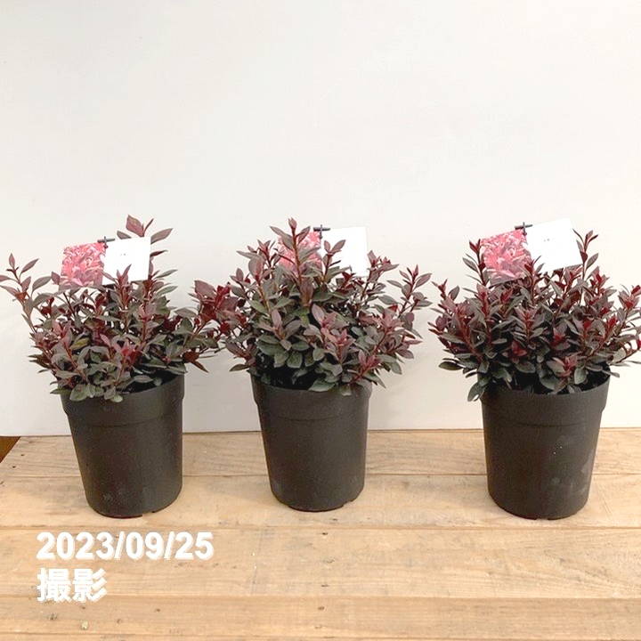 先行販売】赤葉ツツジ カッパーエバー 5号×3株セット※2025年9月