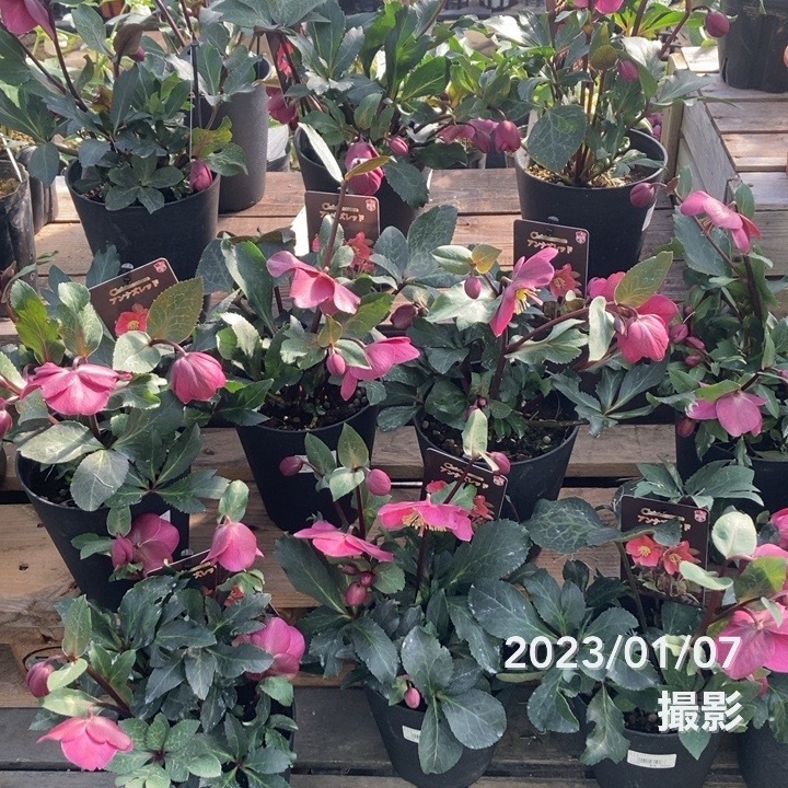 充実株クリスマスローズ アンナズレッド 5号｜山野04-PA | 草花