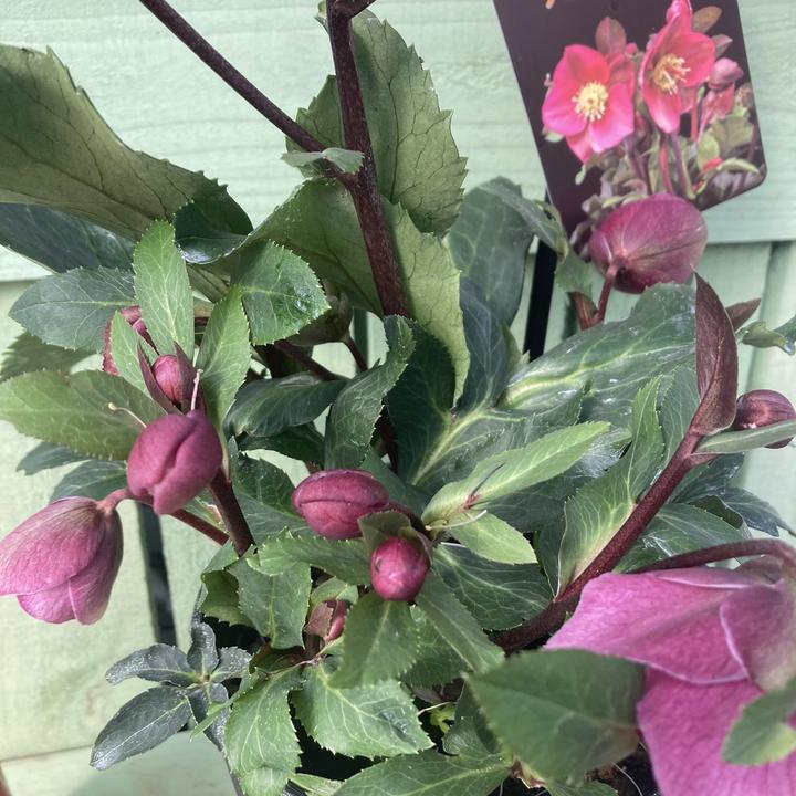 充実株クリスマスローズ アンナズレッド 5号｜山野04-PA | 草花