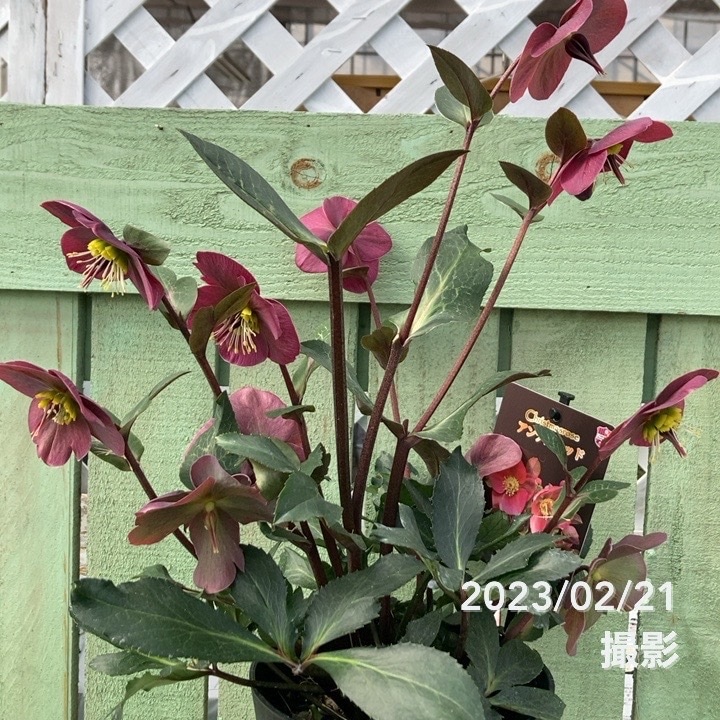 充実株クリスマスローズ アンナズレッド 5号｜山野04-PA | 草花