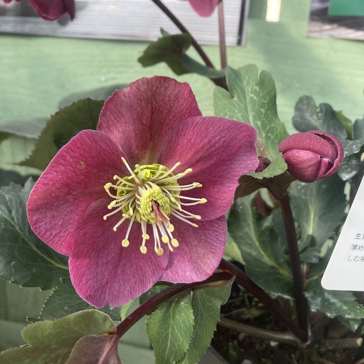 充実株クリスマスローズ アンナズレッド 5号｜山野04-PA | 草花