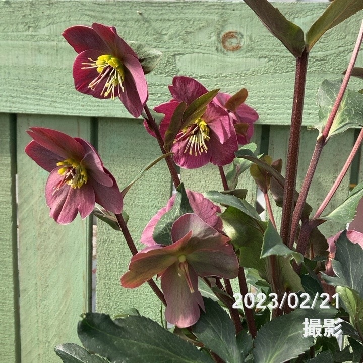 充実株クリスマスローズ アンナズレッド 5号｜山野04-PA | 草花