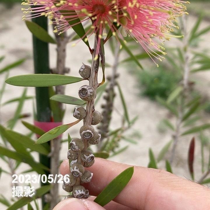 カリステモン　ピンクシャンペン　10号鉢ごと発送　オージープランツ カリステモン ピンクシャンペン 10号鉢ごと発送 オージープランツ