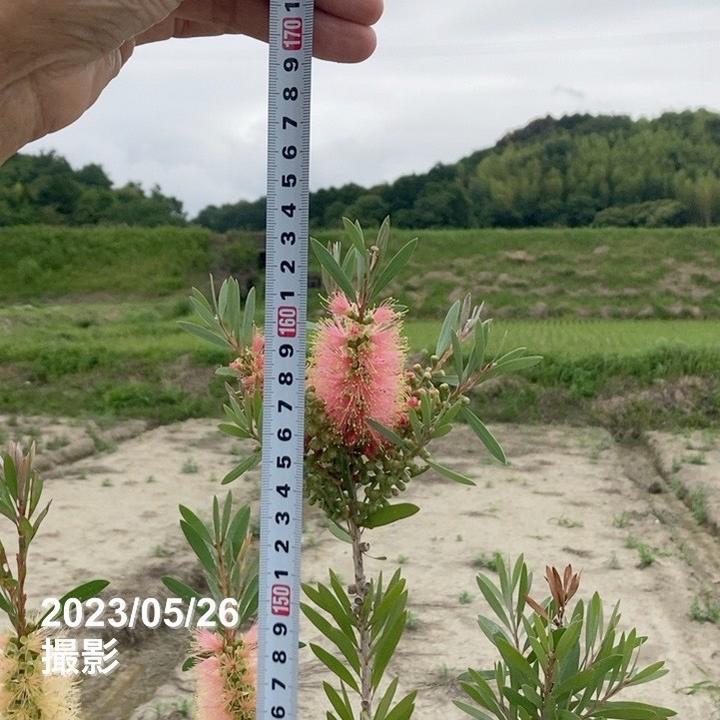 カリステモン　ピンクシャンペン　10号鉢ごと発送　オージープランツ カリステモン ピンクシャンペン 10号鉢ごと発送 オージープランツ