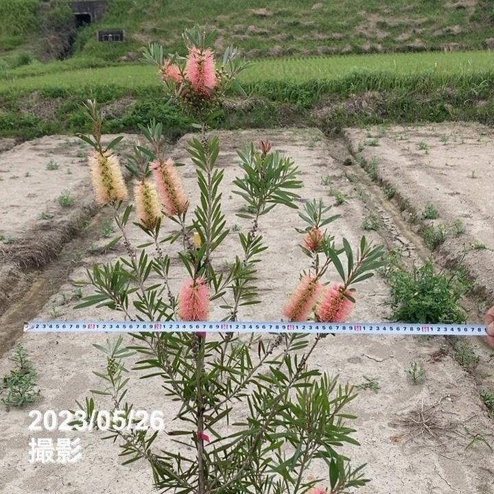 数量限定】カリステモン ピンクシャンペン 8号 ※お届けに10日程度