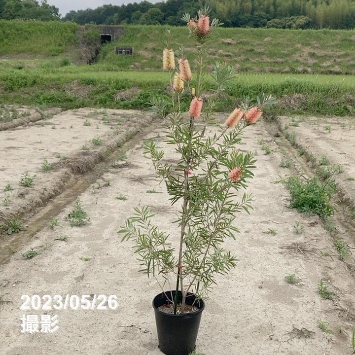 カリステモン　ピンクシャンペン　10号鉢ごと発送　オージープランツ カリステモン ピンクシャンペン 10号鉢ごと発送 オージープランツ