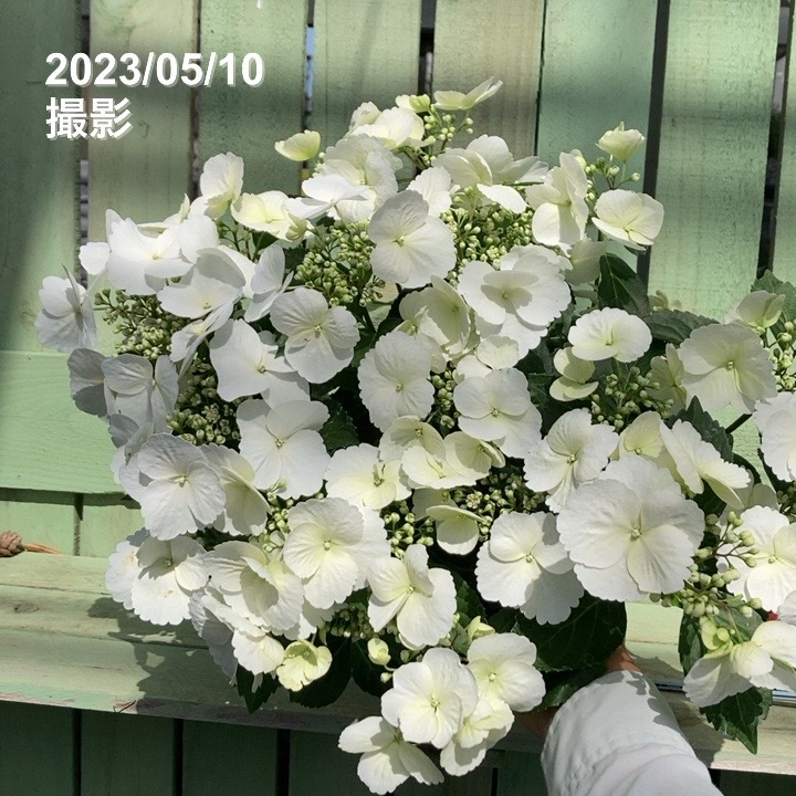 在庫まとめ特価　紫陽花　アジサイ　ラグランジアシリーズ　３種セット　5号 在庫まとめ特価紫陽花アジサイラグランジアシリーズ3種セット5号
