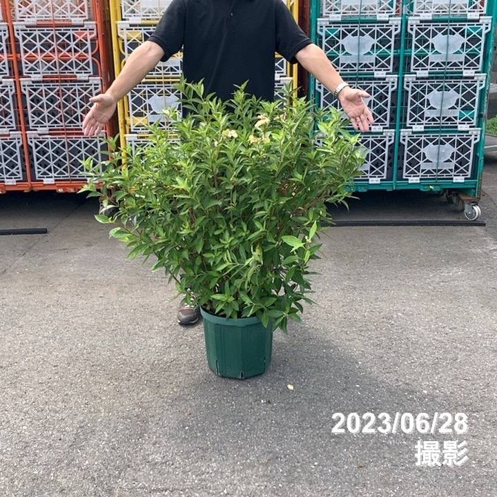 限定3鉢】超特大株！PW ラグランジア ブライダルシャワー 10号｜花木03