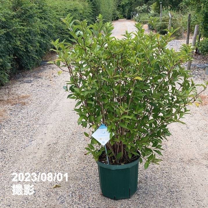 限定3鉢】超特大株！PW ラグランジア ブライダルシャワー 10号｜花木03