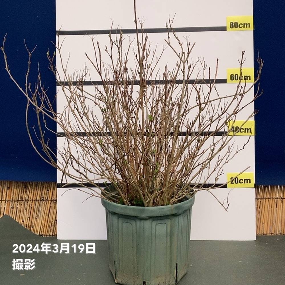 大型植木鉢付きラグランジア ラグランジア® | PROVEN WINNERS (PW)【植物の国際ブランド】