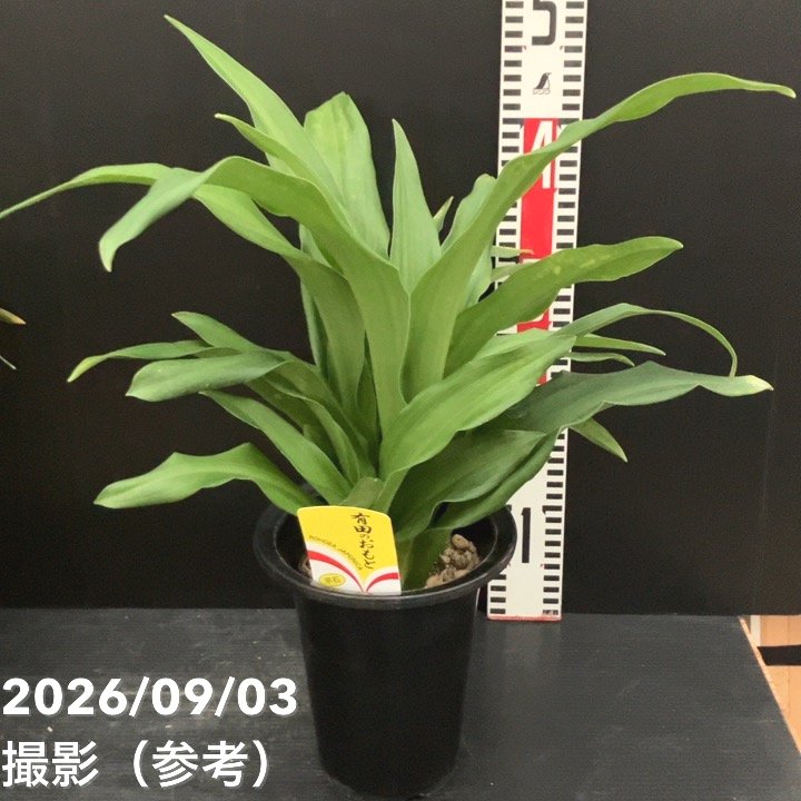 万年青（オモト）5.5号 有田のおもと 宗石｜観葉10-TU | 観葉・多肉