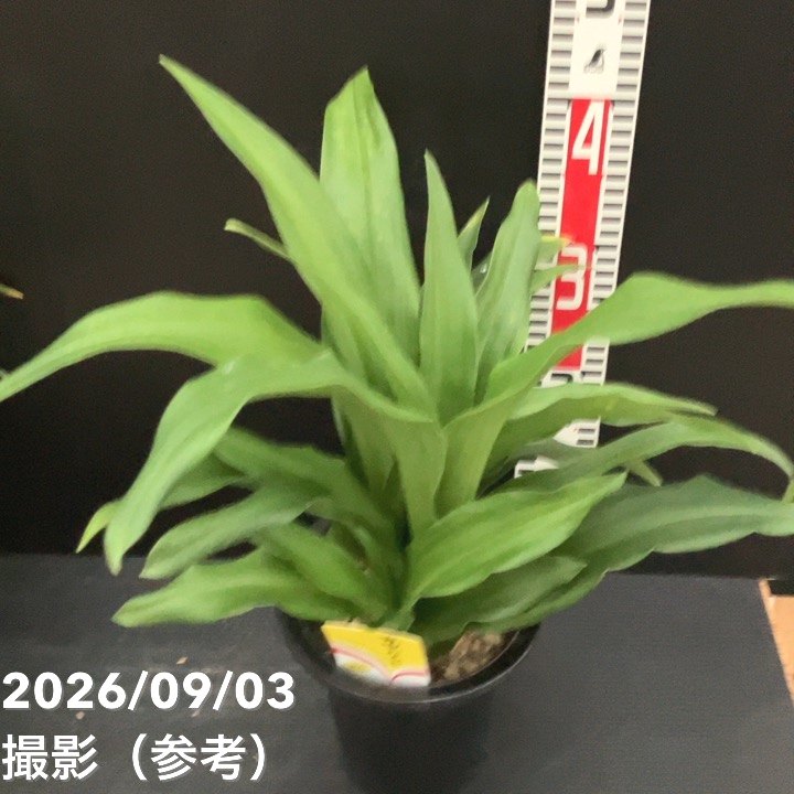 万年青（オモト）5.5号 有田のおもと 宗石｜観葉10-TU | 観葉・多肉