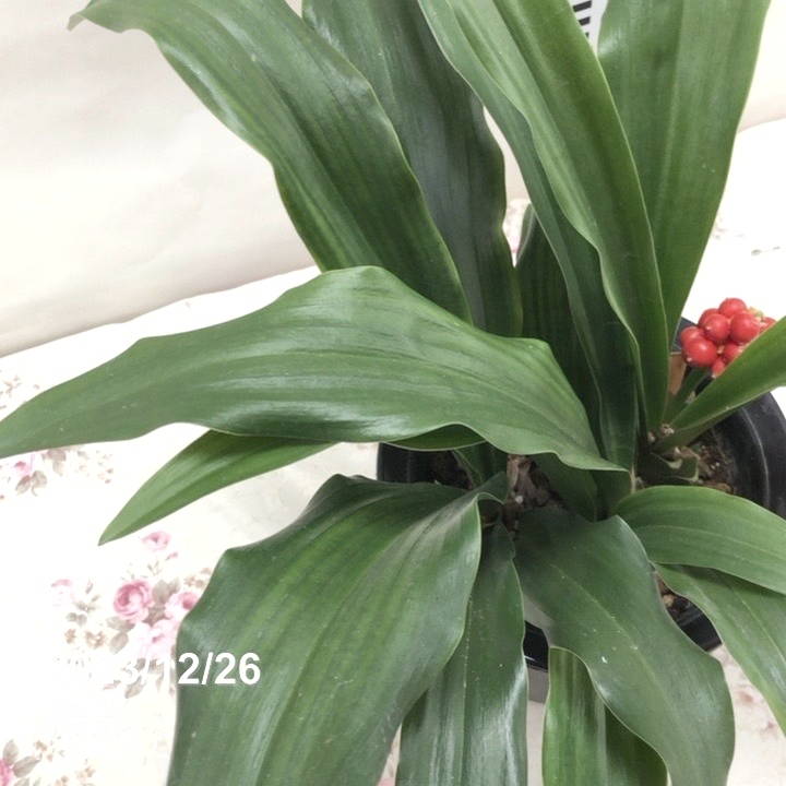 万年青（オモト）5.5号 有田のおもと 宗石｜観葉10-TU | 観葉・多肉