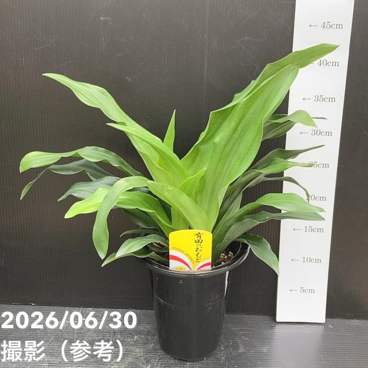 万年青（オモト）5.5号 有田のおもと 宗石｜観葉10-TU | 観葉・多肉