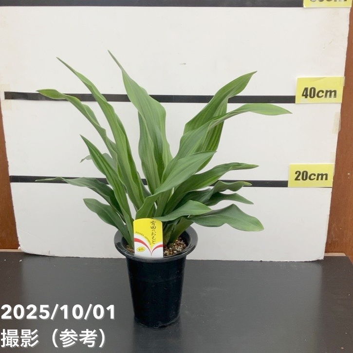 万年青（オモト）5.5号 有田のおもと 宗石｜観葉10-TU | 観葉・多肉