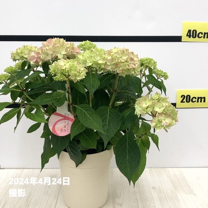 アジサイ てててまり（ピンク）5号｜花木10-TU | 花木・庭木,アジサイ