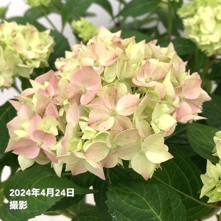 アジサイ てててまり（ピンク）5号｜花木10-TU | 花木・庭木,アジサイ