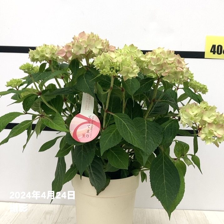 アジサイ てててまり（ピンク）5号｜花木10-TU | 花木・庭木,アジサイ