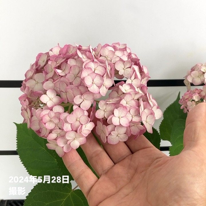 アナベルです アジサイ（アメリカ）：アナベル ミニ モーベット5号鉢植え の