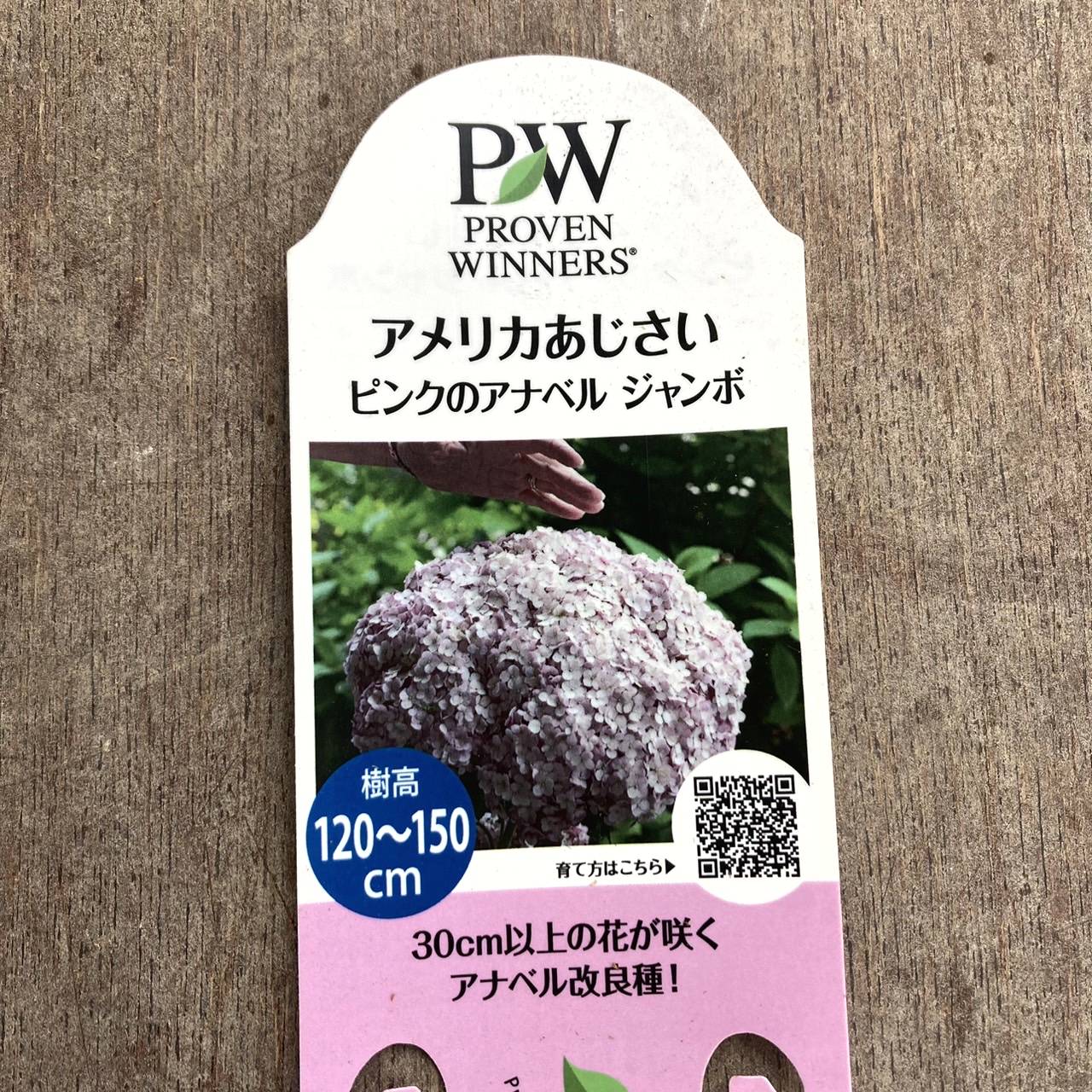 アメリカあじさい ピンクのアナベル ジャンボ 6号 PVP｜花木04-PA