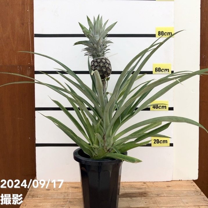 限定3鉢】パイナップル シルキーパイン 8号｜果樹10-TU | 果樹 | 赤塚