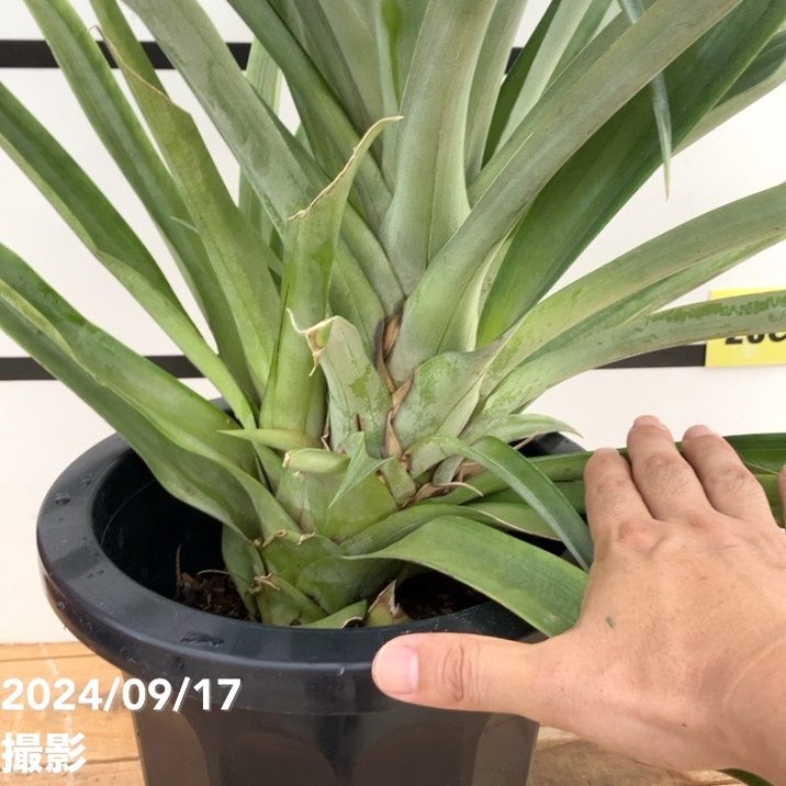 スズムシパイナップル Amazon | MOONEYES BLUE PANIC Original Pineapple Air Valve Stem Cap