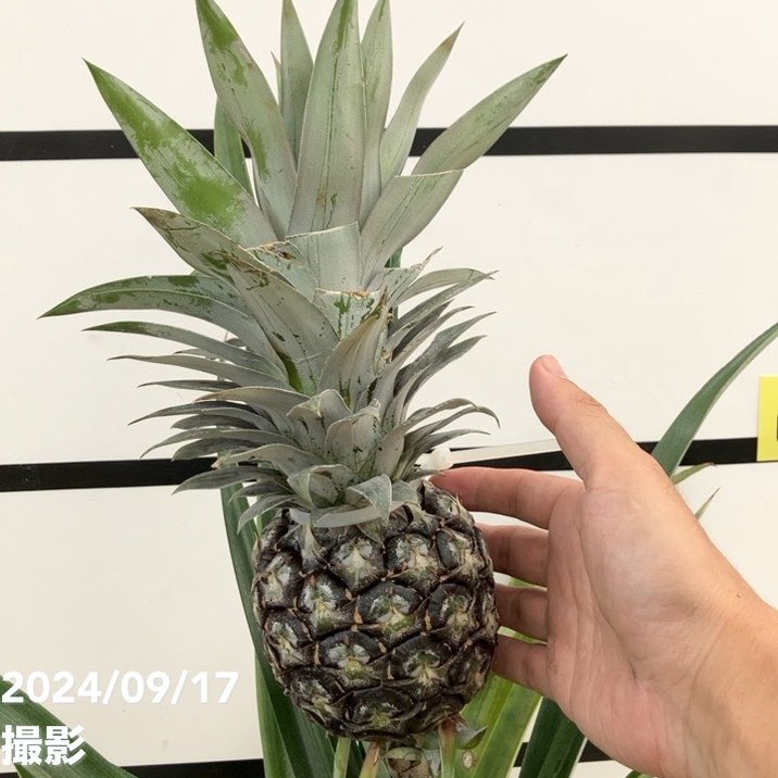 断捨離パイナップル　2個 断捨離パイナップル 2個 断捨離パイナップル 2個 断捨離パイナップル 2