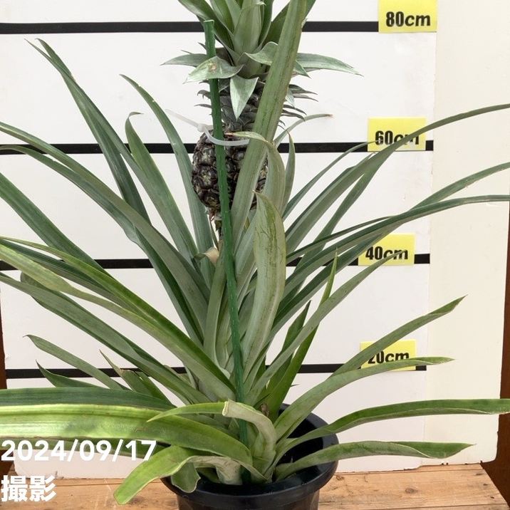 限定3鉢】パイナップル シルキーパイン 8号｜果樹10-TU | 果樹 | 赤塚