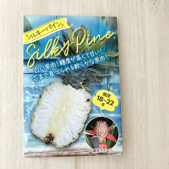 パイナップルページ 限定3鉢】パイナップル シルキーパイン 8号｜果樹10-TU | 果樹 | 赤塚