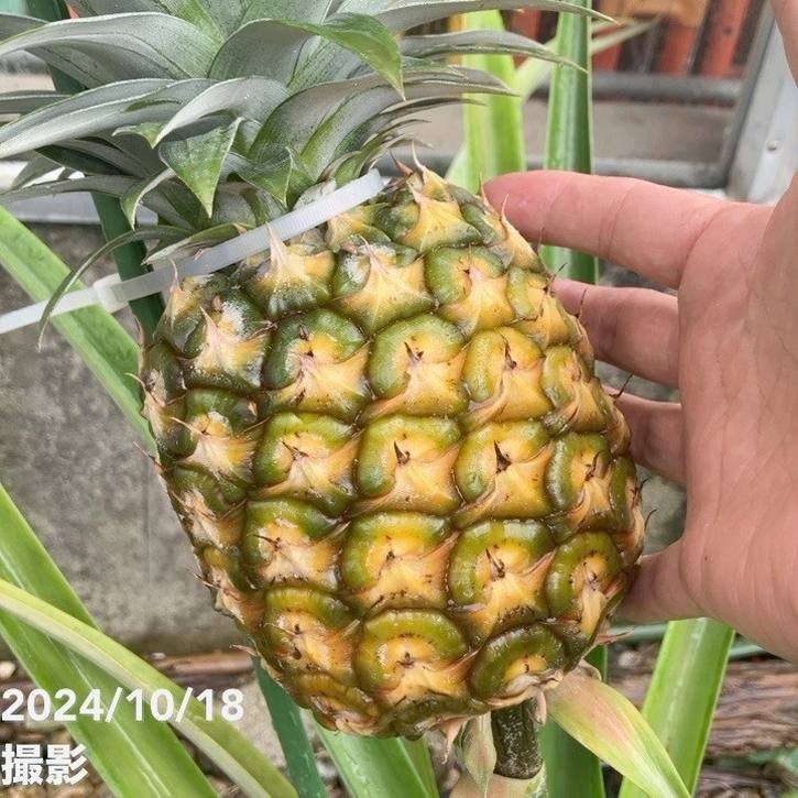限定3鉢】パイナップル シルキーパイン 8号｜果樹10-TU | 果樹 | 赤塚