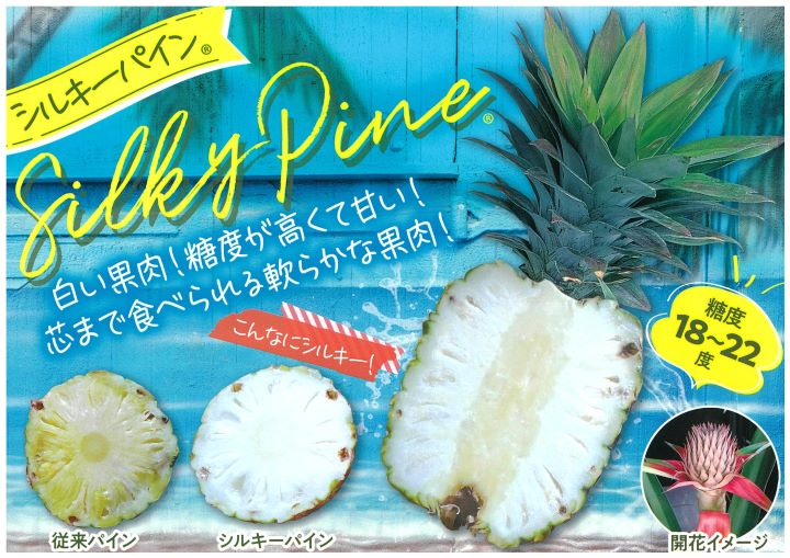 限定3鉢】パイナップル シルキーパイン 8号｜果樹10-TU | 果樹 | 赤塚