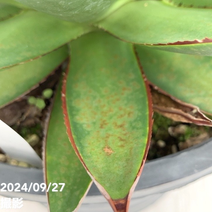 現品お届け】アガベ 8号 グリーングロー（A48）｜観葉01-D1 | 観葉