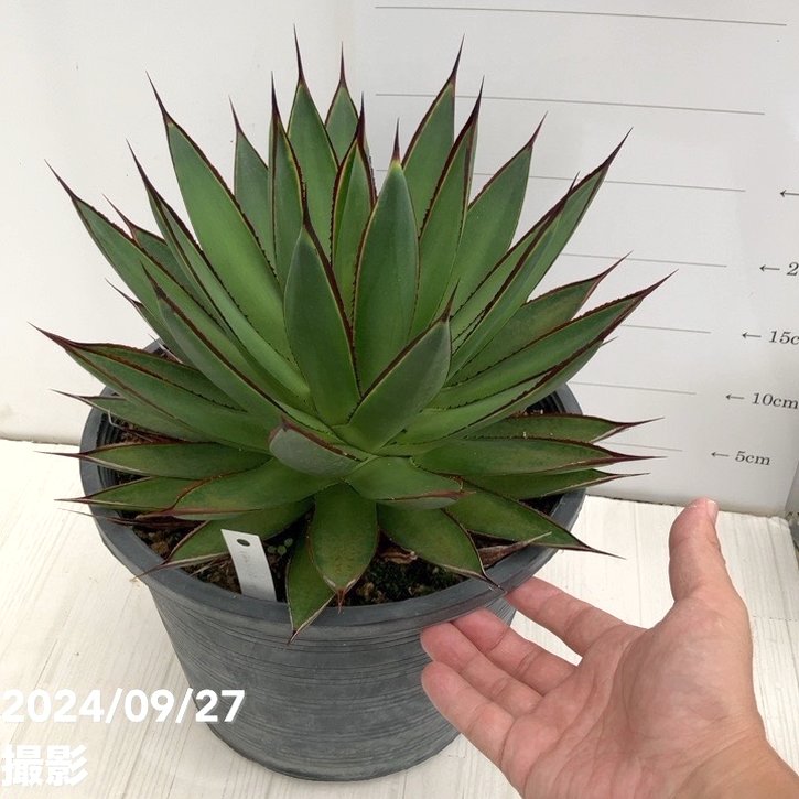 現品お届け】アガベ 8号 グリーングロー（A48）｜観葉01-D1 | 観葉