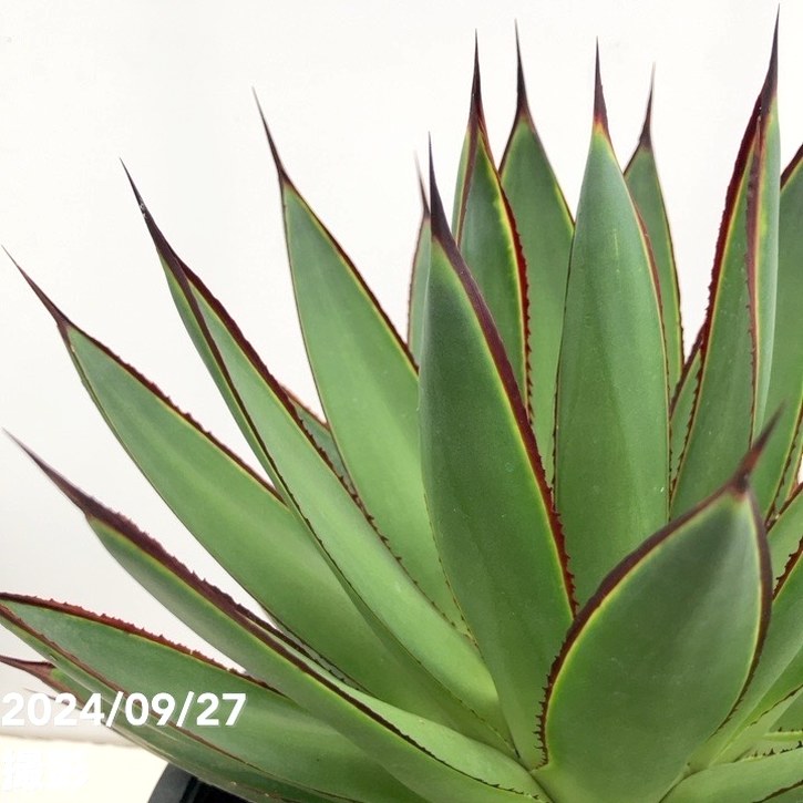 現品お届け】アガベ 8号 グリーングロー（A48）｜観葉01-D1