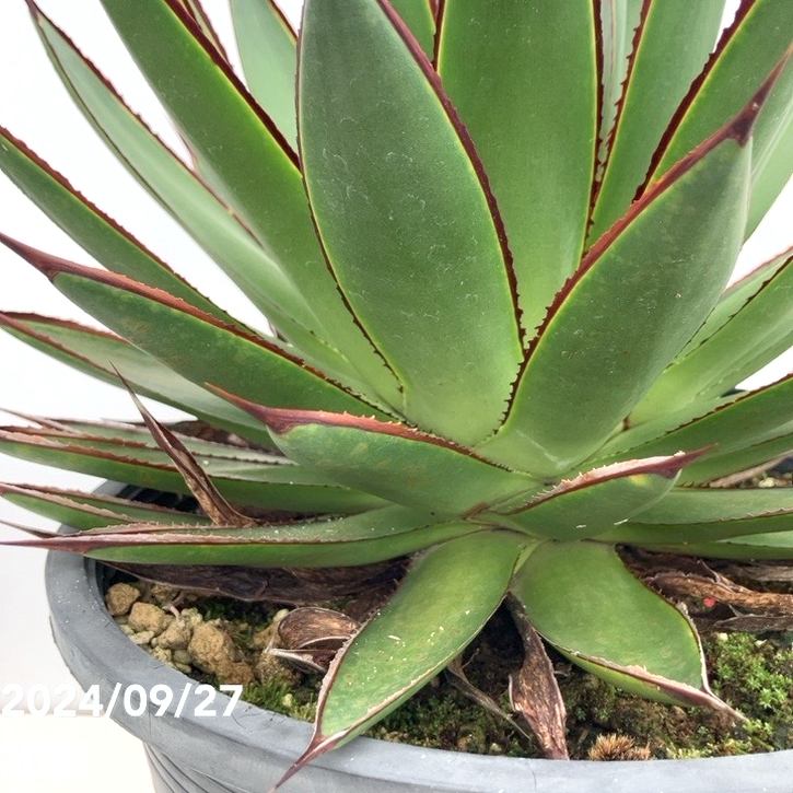 現品お届け】アガベ 8号 グリーングロー（A48）｜観葉01-D1