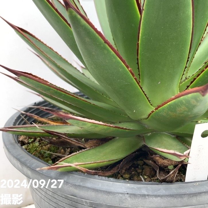 ブルーグロー 直径60cm 大株 | アガベ