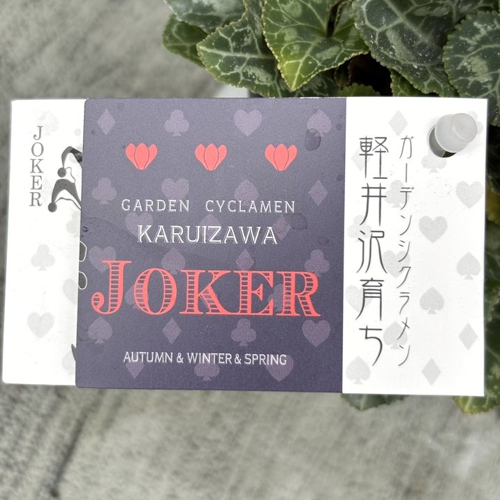 ガーデンシクラメン ジョーカー JOKER 3号×3株セット｜草花04-PA