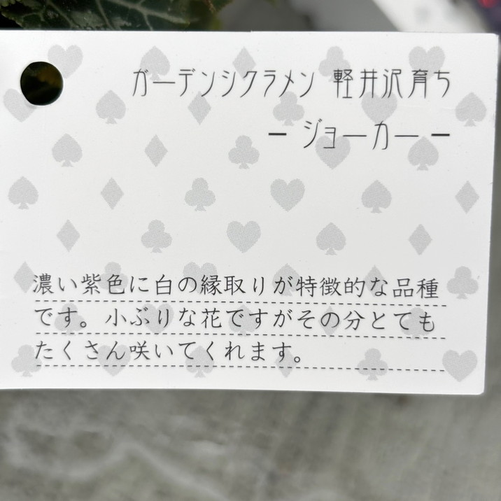 ガーデンシクラメン ジョーカー JOKER 3号×3株セット｜草花04-PA