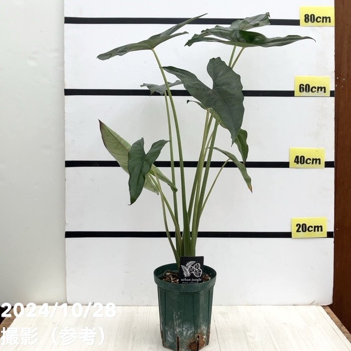 アロカシア プリンセプス Alocasia princeps 5号ロングスリット鉢